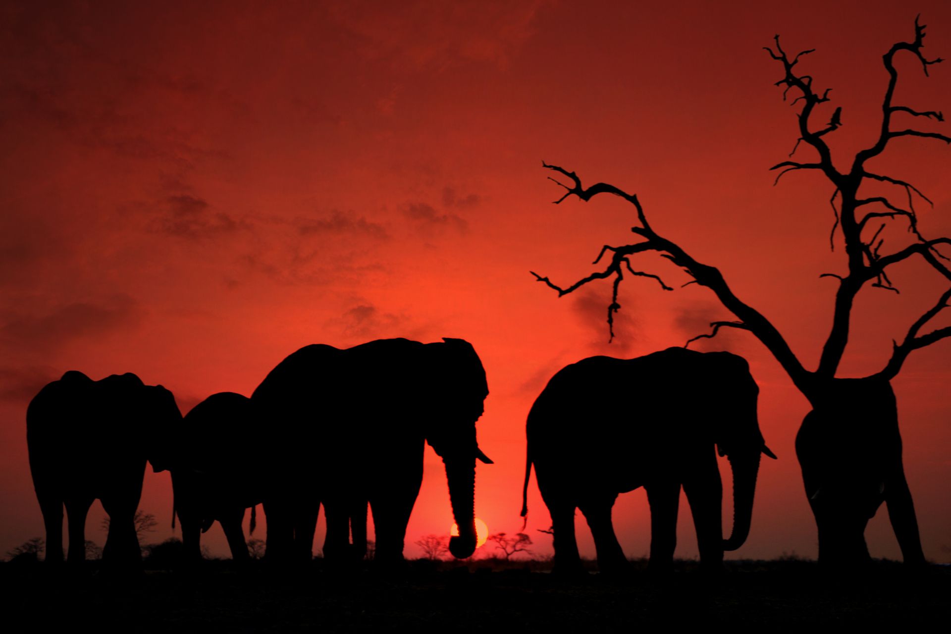 Africa