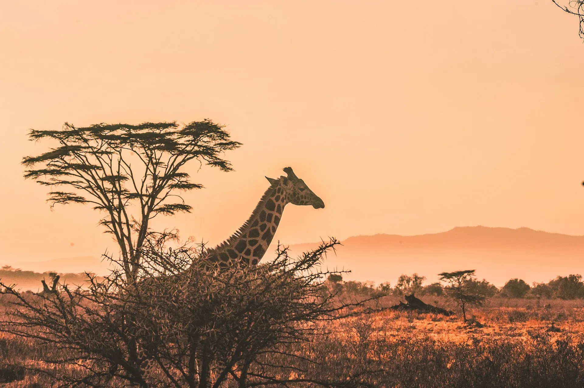 Africa Extra